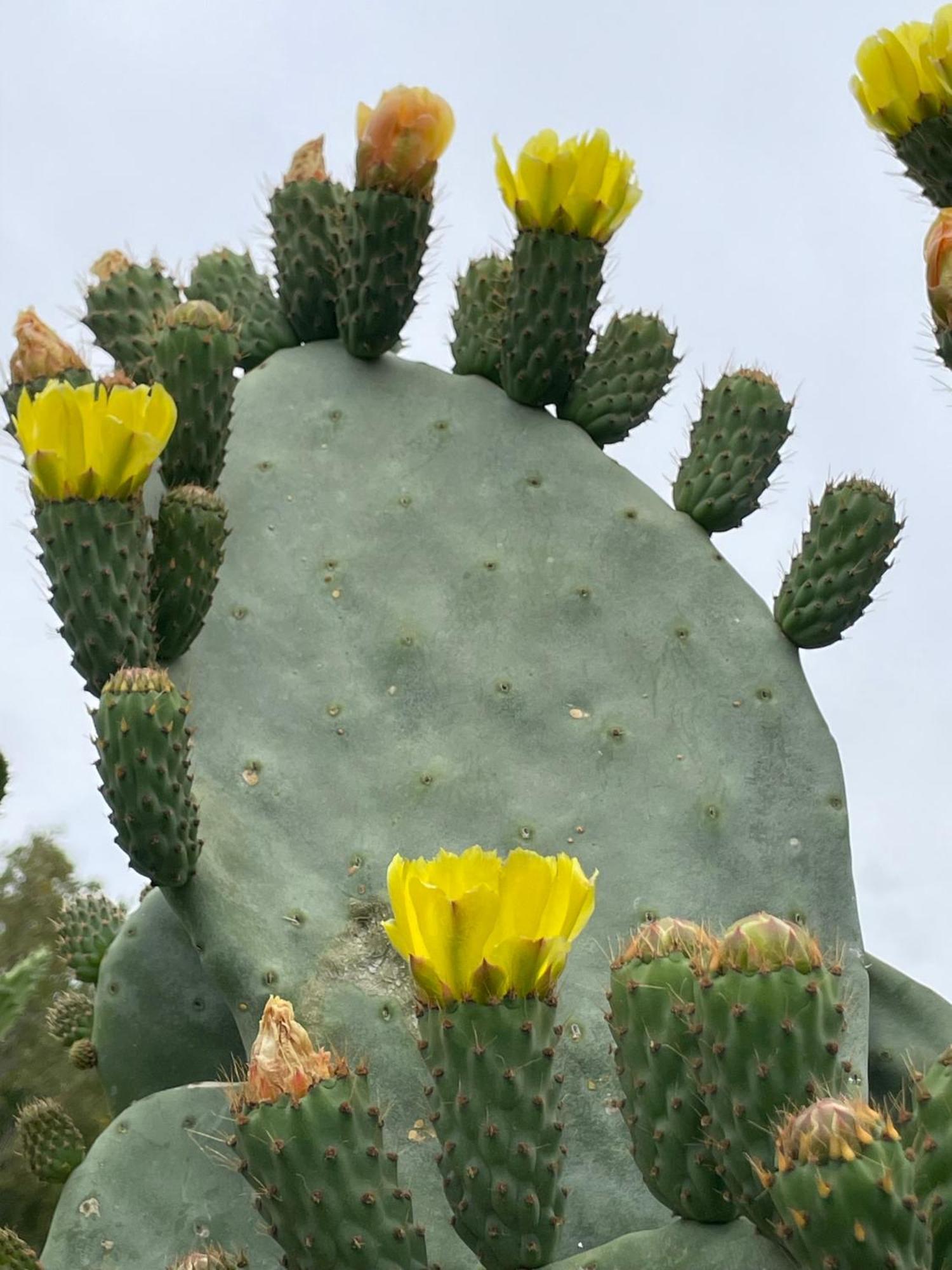 Finca Valle Verde アロラ エクステリア 写真